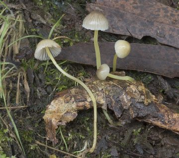 Mycena epipterygia