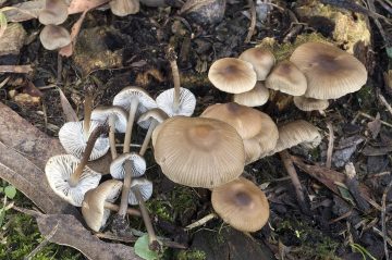 Mycena galericulata