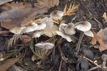 Mycena leptocephala