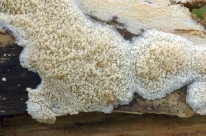 Phlebia rufa 