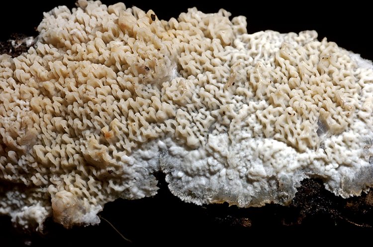 Phlebia rufa