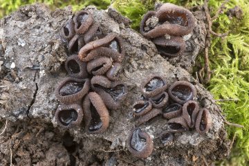 Plicaria trachycarpa