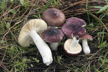 Russula caerulea