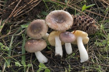 Russula cessans