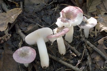 Russula fragilis