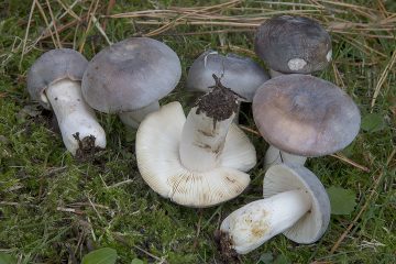 Russula parazurea