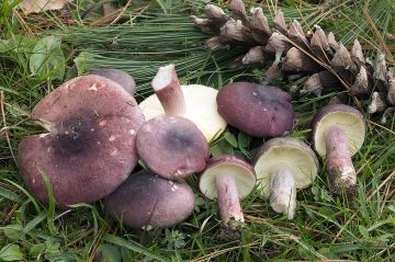 Russula sardonia