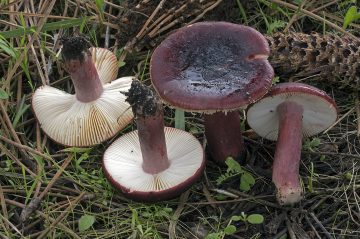 Russula torulosa