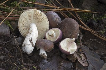 Russula turci