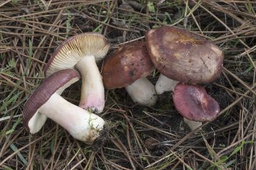 Russula xerampelina