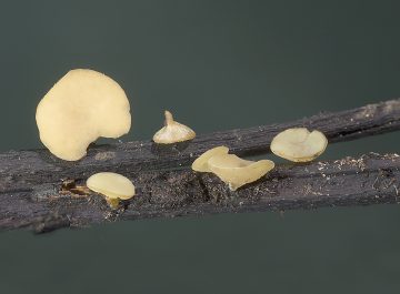 Rutstroemia luteovirescens