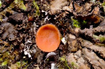 Scutellinia pennsylvanica