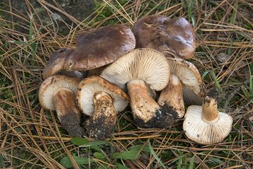 Tricholoma albobrunneum