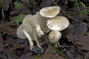 Tricholoma album