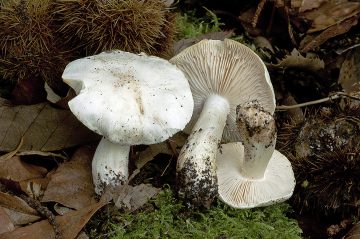 Tricholoma columbetta