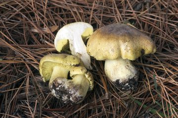 Tricholoma equestre