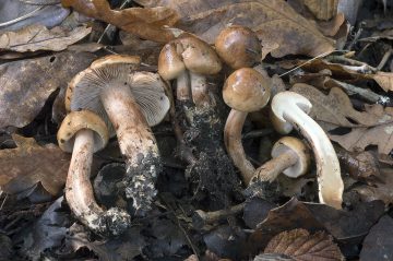 Tricholoma quercetorum