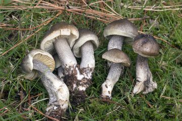 Tricholoma saponaceum