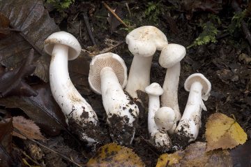 Tricholoma stiparophyllum