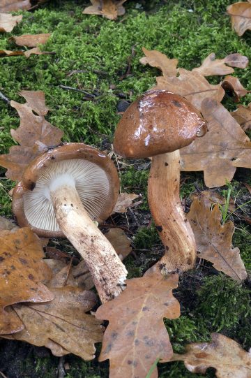 Tricholoma ustaloides