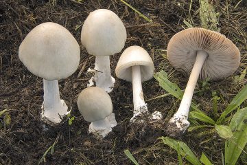 Volvopluteus gloiocephalus