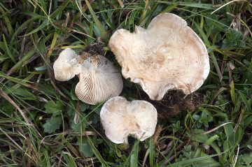 Clitocybe rivulosa