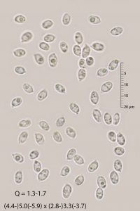 Clitocybe rivulosa