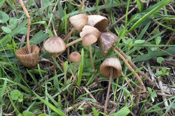 Conocybe juniana var. juniana