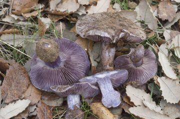 Cortinarius purpurascens