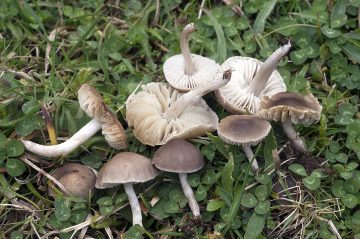 Dermoloma cuneifolium