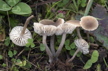 Dermoloma phaeopodium