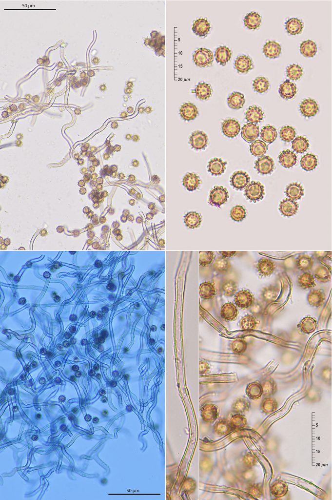 Disciseda Disciseda bovista (Klotzsch) Henn. • CEMAS Orden Agaricales, Basidiomycota
