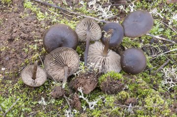 Entoloma juncinum