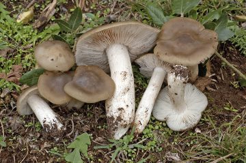 Entoloma lividoalbum