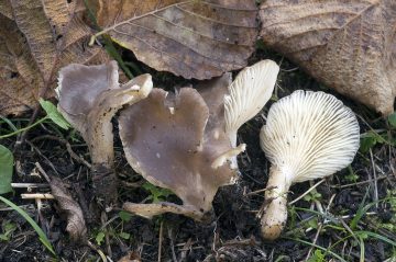 Hohenbuehelia pseudopetaloides