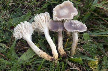 Hygrocybe flavipes