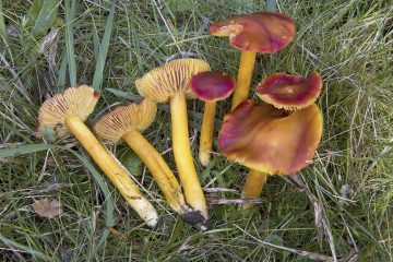 Hygrocybe punicea