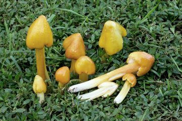 Hygrocybe subglobispora