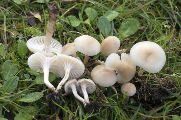 Hygrocybe virginea