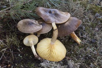 Hygrophorus hipothejus