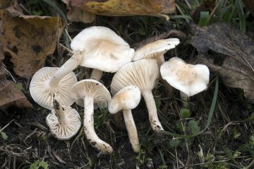 Hygrophorus lindtneri