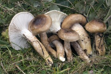 Hygrophorus persoonii
