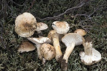 Hygrophorus pseudodiscoideus