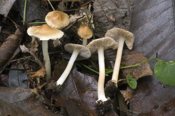 Inocybe mixtilis