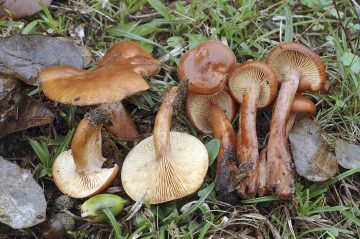 Lactarius atlanticus