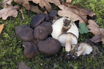 Lyophyllum loricatum
