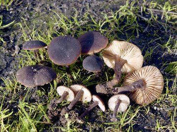 Macrocystidia cucumis