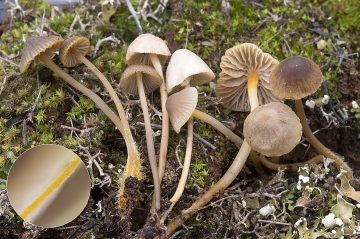 Mycena aurantiomarginata