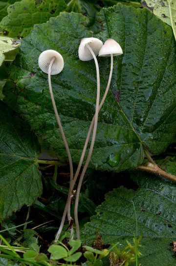 Mycena filopes