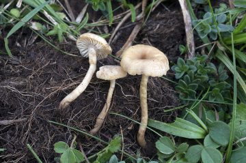 Pseudolaccaria pachyphylla